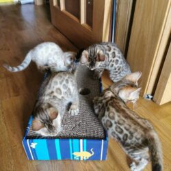 bengal-kittens-from-bengal-paradise-5f9b2a44be563