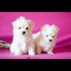 pure-breed-maltese-puppies-604d2dff7b9ae