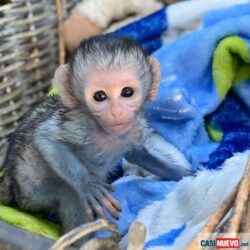 0_adorable-monos-capuchinos-inteligentes-para-adopcion-qmNO_f copy