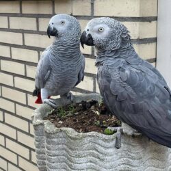 african_grey_parrots_for_sale1~p~CQ_nt2nF2nX~1