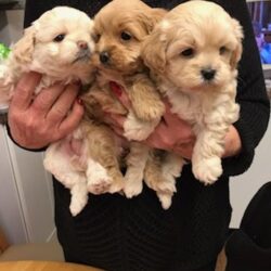 beautiful-3-quarter-toy-poodle-puppies-5c2029422c291