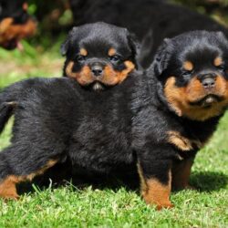 Two-Cute-Rottweiler-Puppies