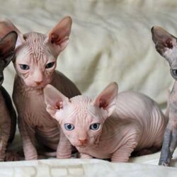 sphynx-cat-for-sale-1